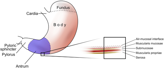 Gastric anatomy